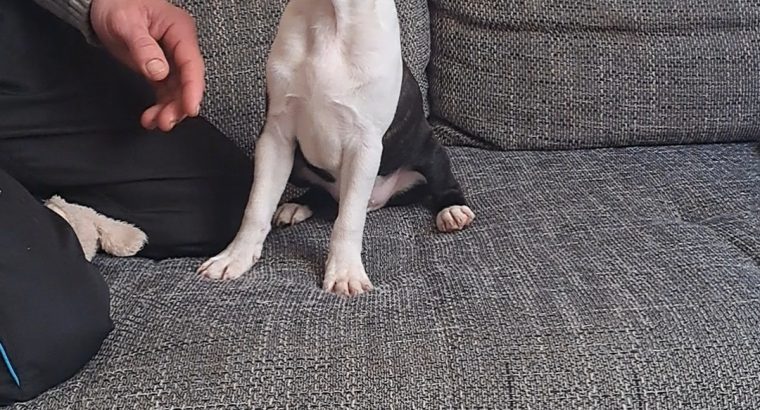 Boston Terrier puppy