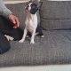 Boston Terrier puppy