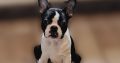 Boston Terrier puppy