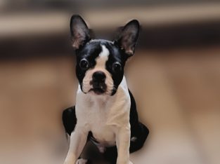 Boston Terrier puppy
