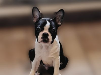 Boston Terrier puppy