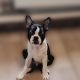 Boston Terrier puppy