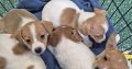 Jack Russell Pups