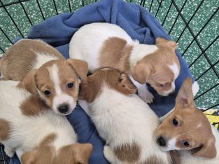 Jack Russell Pups