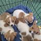 Jack Russell Pups