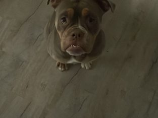 Auld English bulldog. “Maggie”