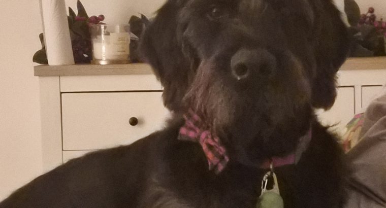 Looking for forever home