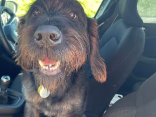 Looking for forever home