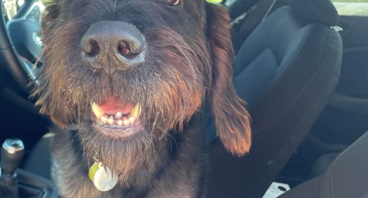 Looking for forever home