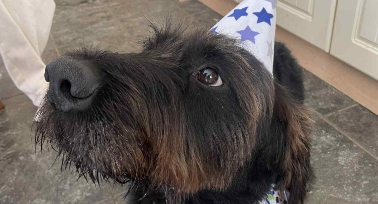 Looking for forever home