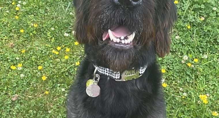 Looking for forever home