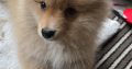 Germany Pomeranian Spitz