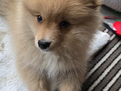 Germany Pomeranian Spitz