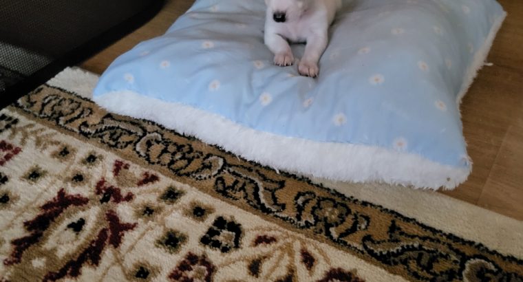 Miniature chihuahua