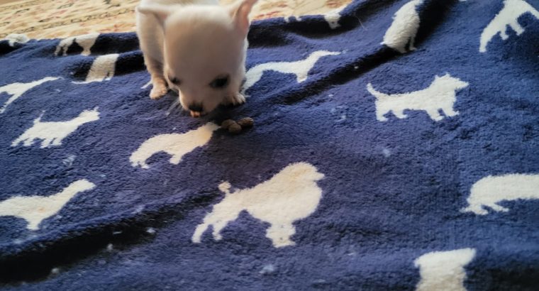 Miniature chihuahua
