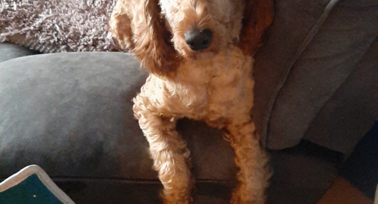 Two year old cockerapoogle for sale