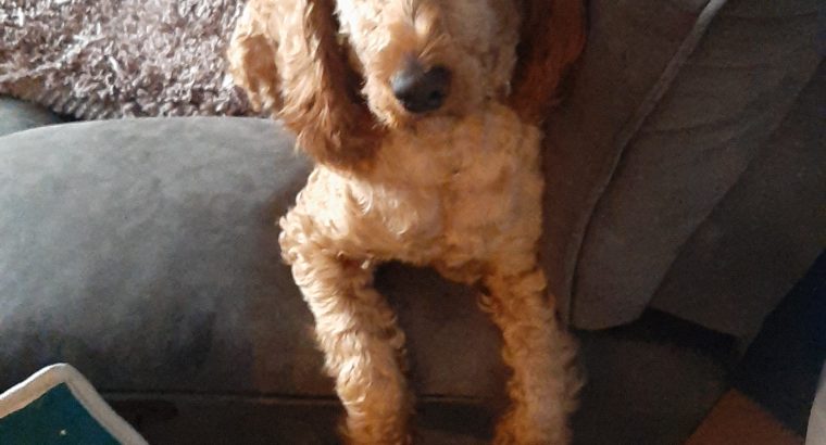 Two year old cockerapoogle for sale