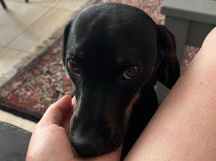 Gorgeous Dachshund for Rehoming