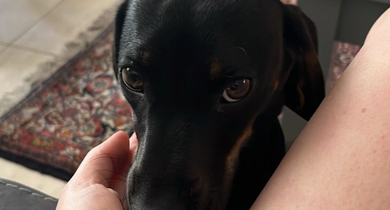 Gorgeous Dachshund for Rehoming