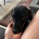 Gorgeous Dachshund for Rehoming