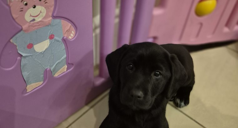 2 female black labs 9 week
