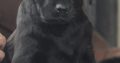 2 female black labs 9 week