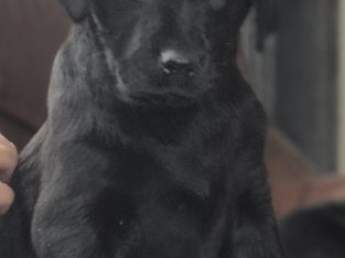 2 female black labs 9 week