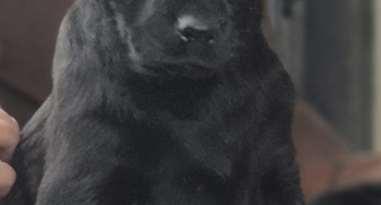 2 female black labs 9 week