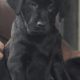 2 female black labs 9 week