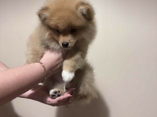 German Pomeranian