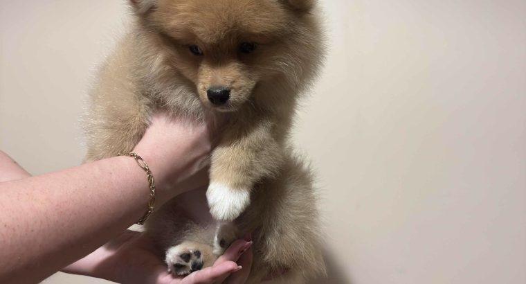 German Pomeranian