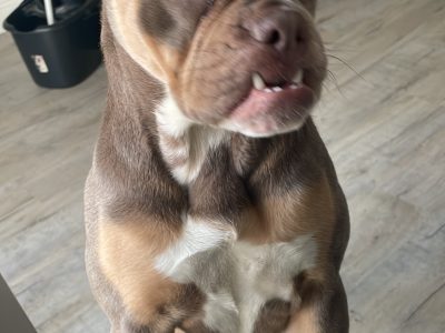 Auld English bulldog. “Maggie”
