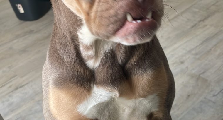 Auld English bulldog. “Maggie”