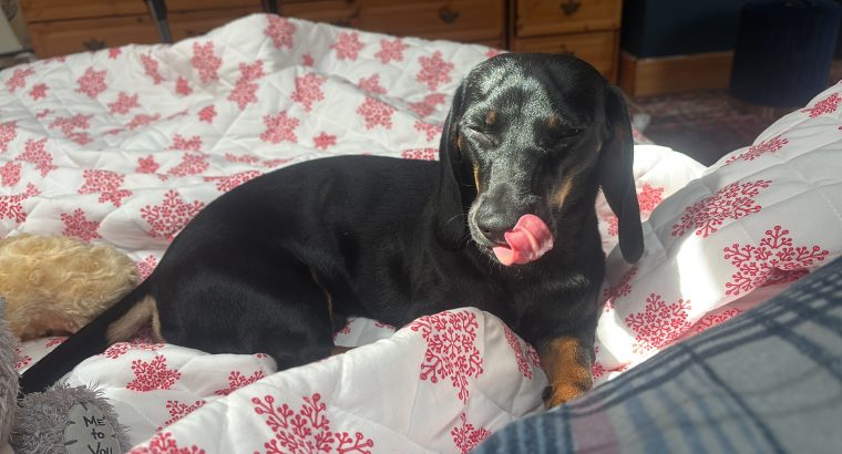 Gorgeous Dachshund for Rehoming
