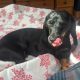 Gorgeous Dachshund for Rehoming
