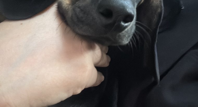 Gorgeous Dachshund for Rehoming