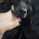 Gorgeous Dachshund for Rehoming