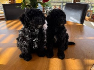 2 Full Bred Toy Poodles for sale