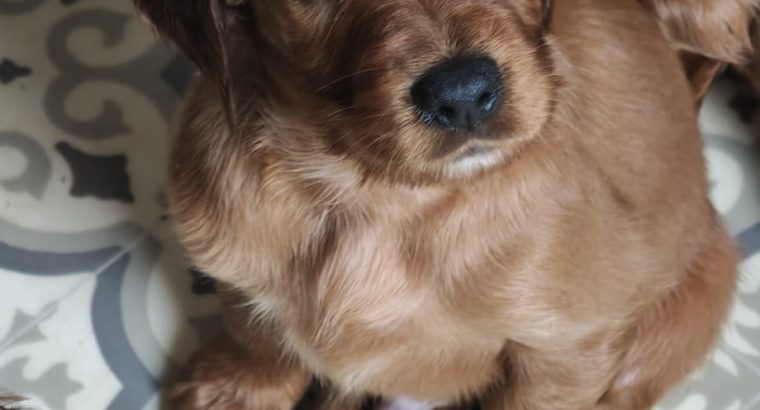 Pure Breed Red Setter Poppies