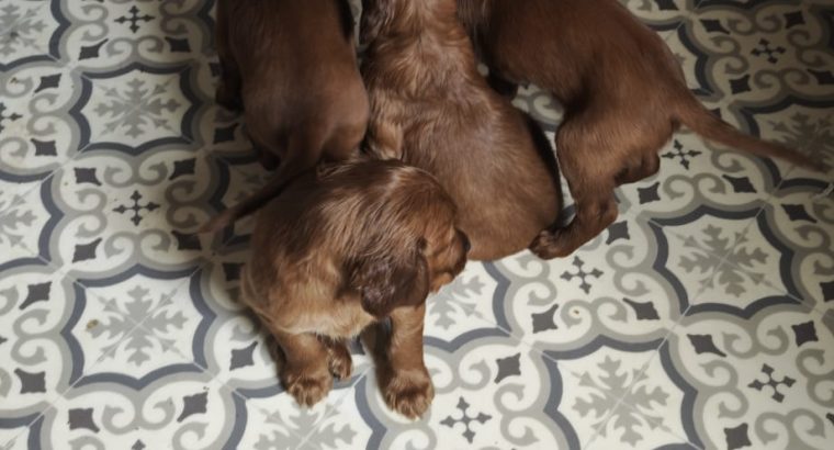 Pure Breed Red Setter Poppies