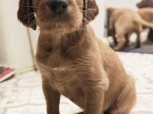 Pure Breed Red Setter Poppies