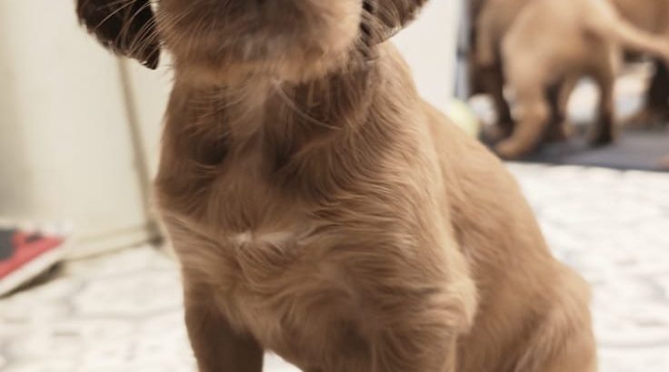 Pure Breed Red Setter Poppies