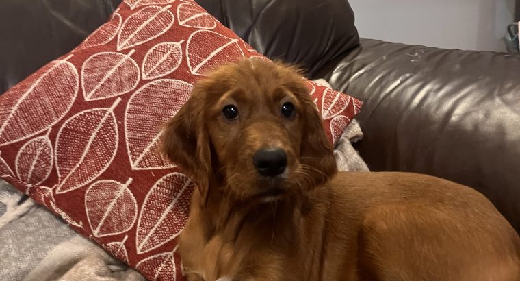 Irish Red Setter Puppies