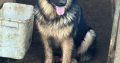 Beautiful german shepherd