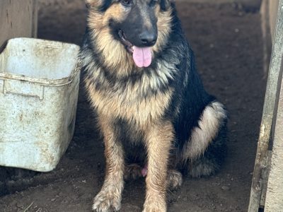 Beautiful german shepherd