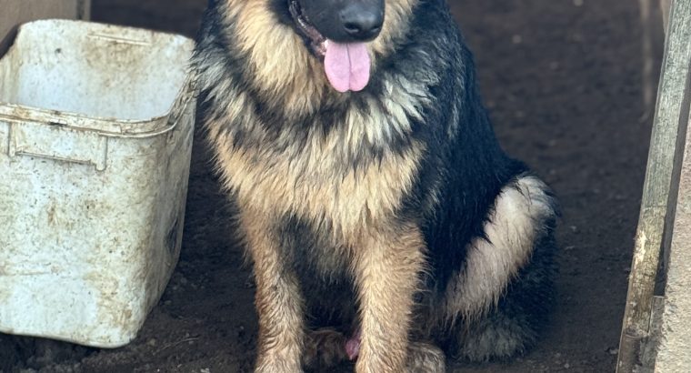 Beautiful german shepherd