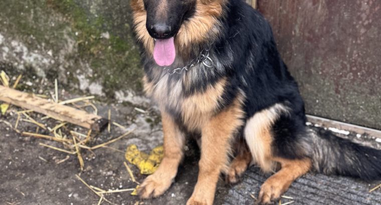 Beautiful german shepherd