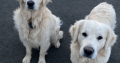 2 Golden Retrievers for sale