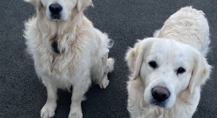 2 Golden Retrievers for sale