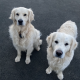 2 Golden Retrievers for sale